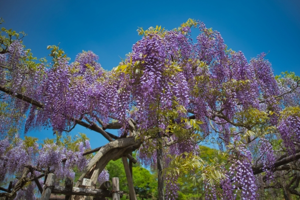 男の子の名前に向いてる植物の漢字:藤（トウ、フジ）