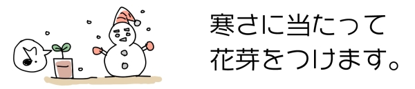 アスチルベ:冬に寒さに当てないと花芽が少ない