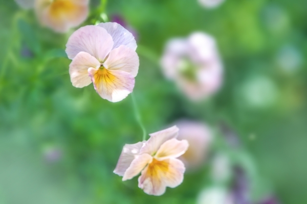 5月のビオラパンジーの管理 夏越ししないなら別の花を