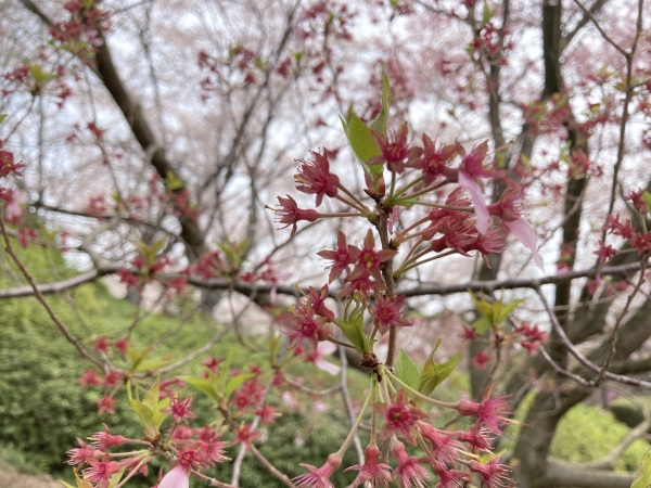 コシノヒガンザクラ:越の彼岸桜とは？特徴は？