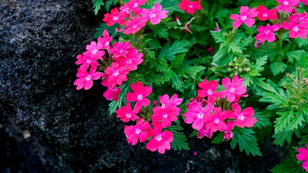 バーベナの仲間 品種 同属と園芸品種まとめ バーベナの仲間 品種 同属と園芸品種まとめ