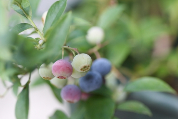 7月のブルーベリー栽培のコツ:時期について
