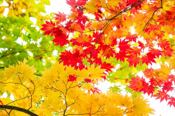 男の子の名前に向いてる植物の漢字:楓（カエデ、フウ、カ）