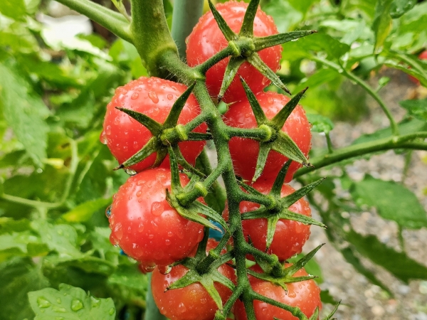 家庭菜園で栽培できるコスパの良い野菜:トマト・ミニトマト・プチトマト