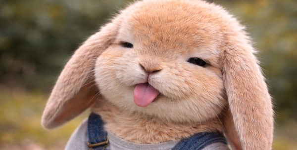 フェイジョアの剪定で失敗:補足情報