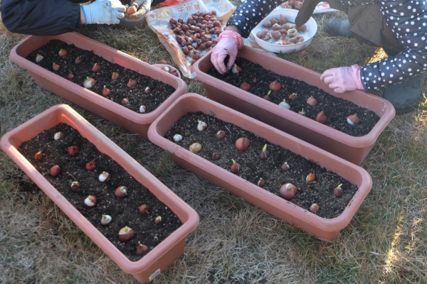 10月のチューリップの栽培・作業:球根