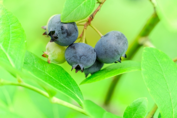 ブルーベリーの病気 害虫