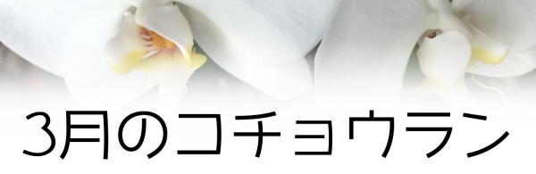 3月の胡蝶蘭の管理のコツ:3月のコチョウランの管理と手入れ