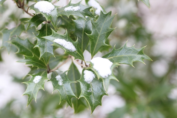 男の子の名前に向いてる植物の漢字:柊（ヒイラギ）