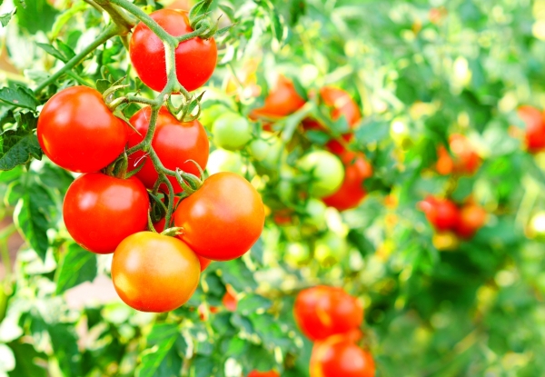 家庭菜園の育てやすい野菜たち:トマト・ミニトマト☆☆☆☆★