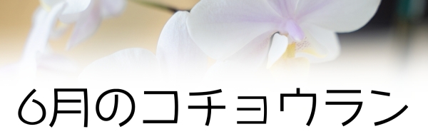 6月の胡蝶蘭の管理のコツ:6月の胡蝶蘭の管理のコツ