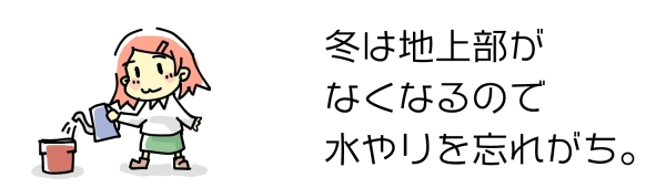 アメジストセージ:冬も水やりを