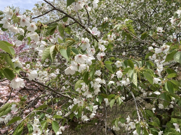 オオシマザクラ:大島桜（オオシマザクラ）の特徴は？