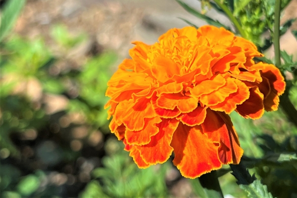 猛暑と直射日光に強い花たち:マリーゴールド