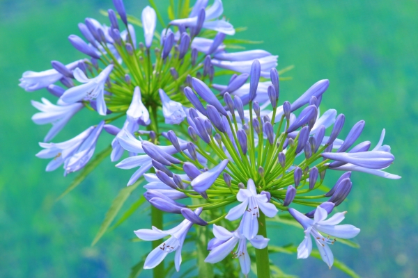 アガパンサスの花が咲かない理由