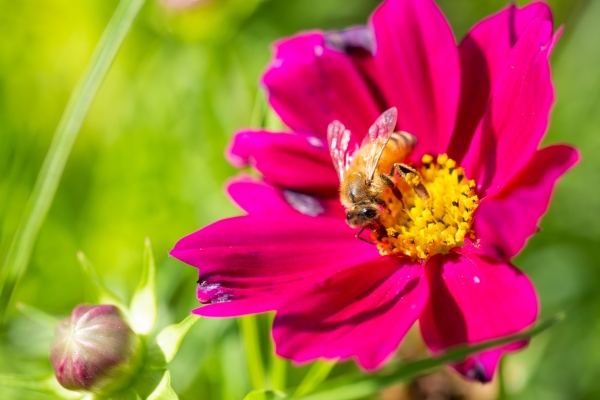 蜜蜂:セイヨウミツバチ