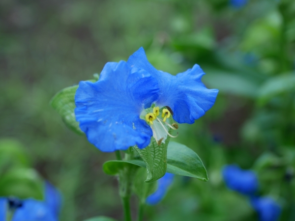 青い花が咲く植物一覧:オオボウシバナ