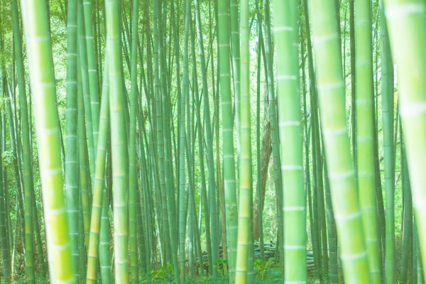 繁殖力が強い植物:竹・笹（注意）