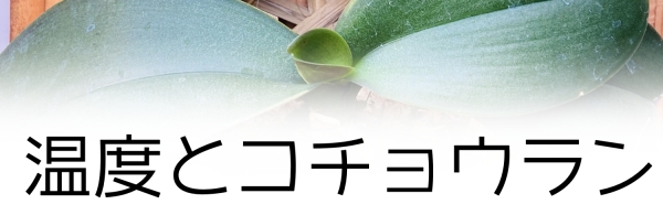 温度と胡蝶蘭の生育の関係:温度と胡蝶蘭