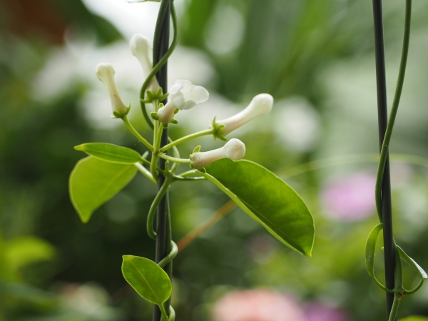 ジャスミンの名前がつく花・植物の一覧まとめ:マダガスカルジャスミン