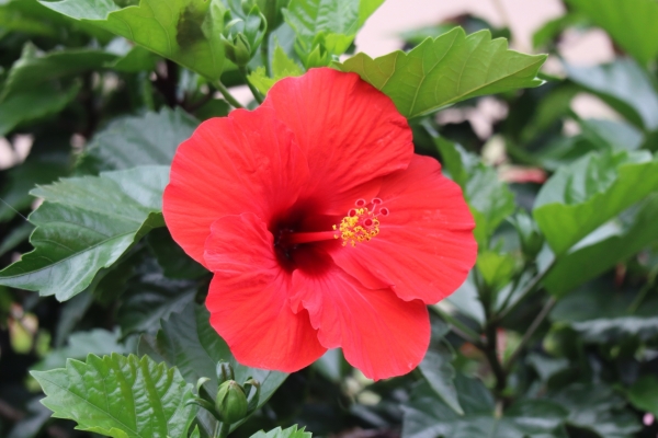 男の子の名前に向いてる植物の漢字:葵（アオイ）