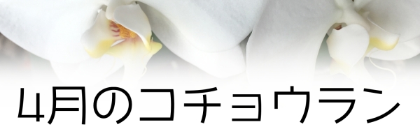 4月の胡蝶蘭の管理のコツ:4月のコチョウランの管理のコツ