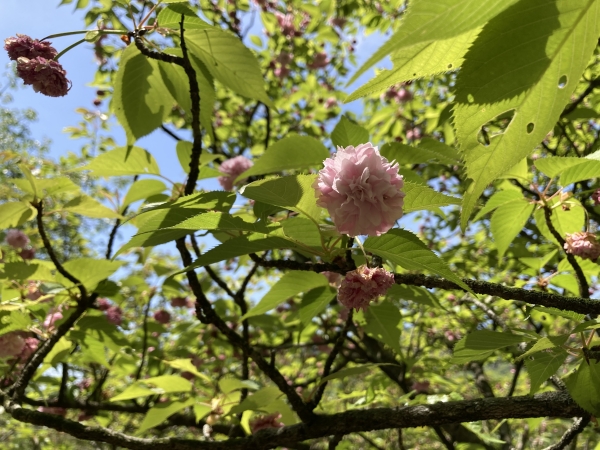 六高菊桜