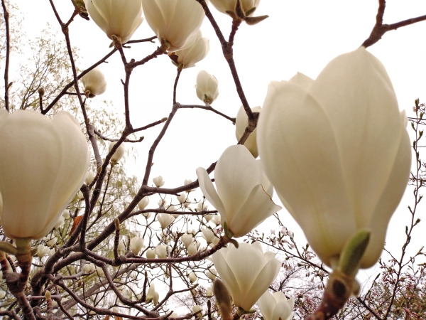 白木蓮（ハクモクレン）の花
