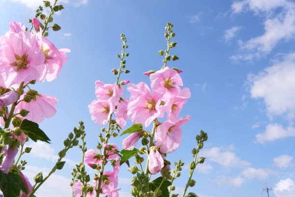 男の子の名前に向いてる植物の漢字:補足情報