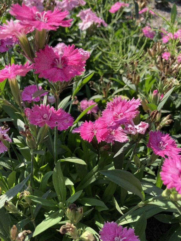 四季咲きナデシコ・テルスター:ピンク