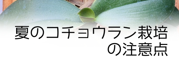 夏の胡蝶蘭の育て方の注意点まとめ:夏の胡蝶蘭の注意点まとめとは？