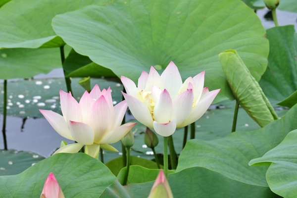 男の子の名前に向いてる植物の漢字:蓮（レン）