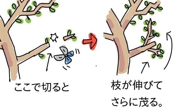 フェイジョアの剪定で失敗:補足情報