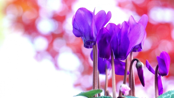 ドラゴンシクラメン