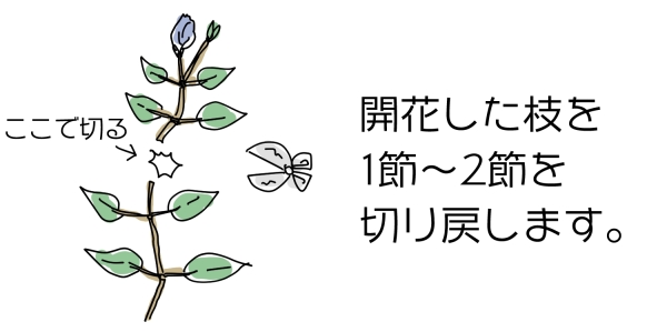 旧枝咲きクレマチスの剪定:旧枝咲で四季咲き種の場合