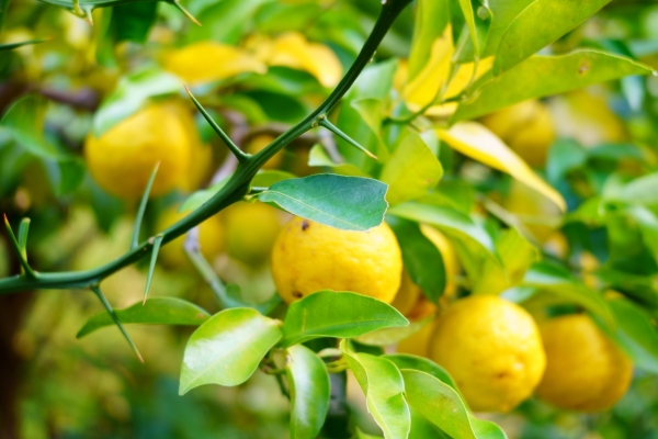 植えてはいけない植物:柑橘系