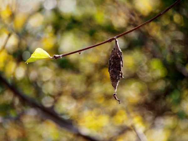 オオミノガ…消えゆく種