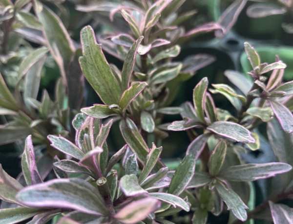 ヘ**ー**ベ**・**ア**イ**ス**イ**ザ**ベ**ラ**