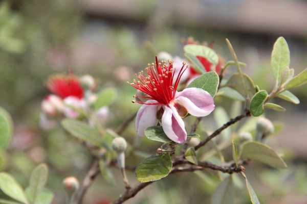 フェイジョアの剪定で失敗:フェイジョアは育てやすい？