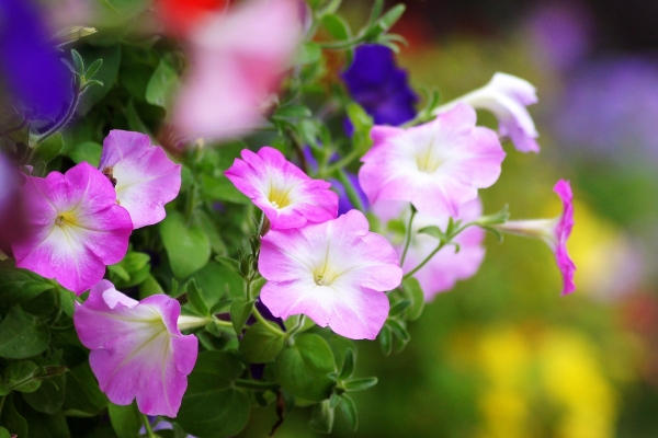猛暑と直射日光に強い花たち:ペチュニア・カリブラコア類