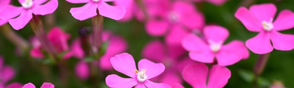 シレネ・ピンクパンサーの花が終わったら？:シレネ・ピンクパンサーの花が終わったら？