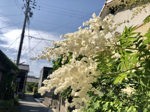 ナナカマド 七竈 の育て方