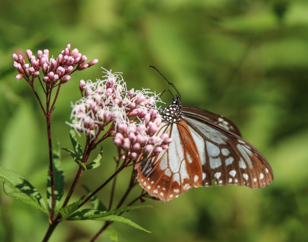 蜜源植物 蝶や蜂を呼び寄せる植物の一覧 バタフライガーデンにどうぞ