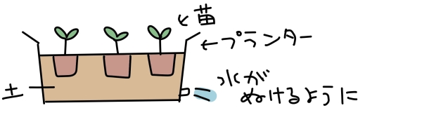 ルピナスの鉢植え・プランターの植え付け:プランターの植え付け手順は？