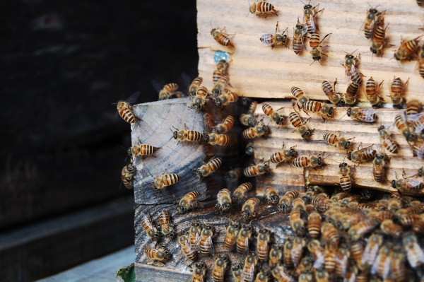 蜜蜂:ニホンミツバチ
