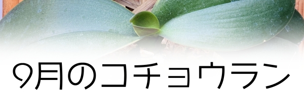 9月の胡蝶蘭の管理のコツ:9月の胡蝶蘭の管理のコツ