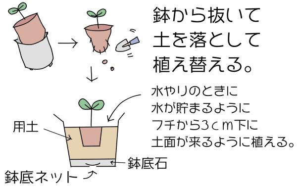 ヤマアジサイ:鉢の植え替え手順