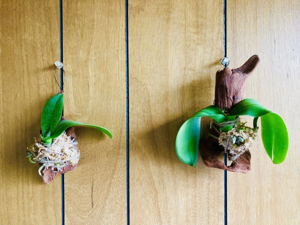夏の胡蝶蘭の育て方の注意点まとめ:吊るす