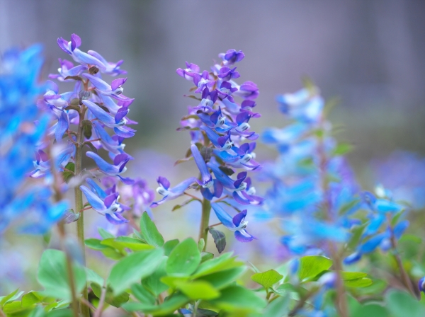 青い花が咲く植物一覧:エンゴサク