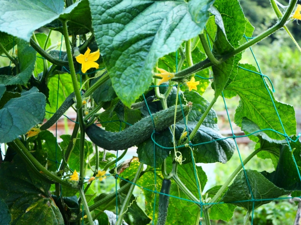家庭菜園で栽培できるコスパの良い野菜:キュウリ